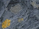 Arthonia phaeobaea image