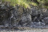 Arthonia phaeobaea image