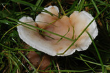 Abortiporus biennis image