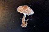 Lepiota subincarnata image
