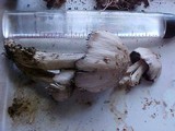 Coprinus asterophoroides image