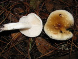 Hygrophorus bakerensis image