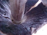 Coprinus asterophoroides image