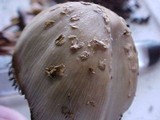 Coprinus asterophoroides image