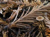 Micromphale sequoiae image