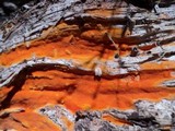 Ceriporia spissa image