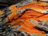 Ceriporia spissa image
