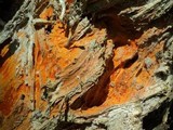Ceriporia spissa image