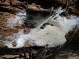 Trechispora hirschii image