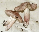 Inocybe adaequata image
