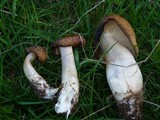 Pleurotus eryngii image