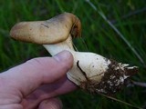 Pleurotus eryngii image