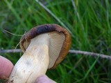 Pleurotus eryngii image