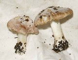 Inocybe brunnescens image