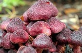 Gymnopilus luteofolius image