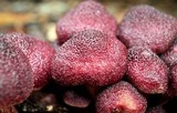 Gymnopilus luteofolius image