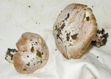 Inocybe brunnescens image