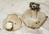 Inocybe brunnescens image