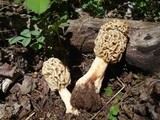 Morchella americana image