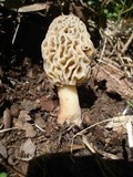 Morchella americana image