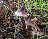 Mycena purpureofusca image