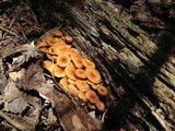 Xeromphalina kauffmanii image
