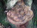 Ganoderma adspersum image