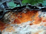 Ceriporia spissa image