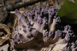 Ramaria fennica image