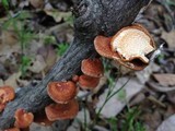 Polyporus alveolaris image