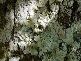 Image of Lobaria amplissima