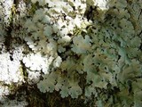 Lobaria amplissima image