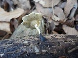 Polyporus leptocephalus image