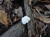 Polyporus leptocephalus image