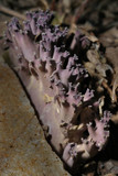 Ramaria fennica image