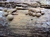 Lycogala epidendrum image