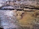 Lycogala epidendrum image