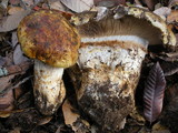 Cortinarius ponderosus image