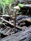Conocybe rugosa image