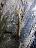 Conocybe rugosa image