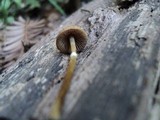 Conocybe rugosa image