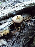 Conocybe rugosa image