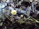 Conocybe rugosa image