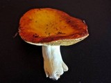 Russula aurea image