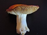Russula aurea image