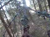 Hypogymnia tubulosa image