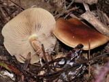 Pholiota velaglutinosa image