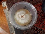 Agrocybe arvalis image