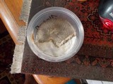 Agrocybe arvalis image