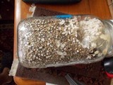 Agrocybe arvalis image